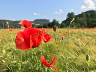 red poppies in a field
