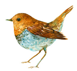 bird Robin watercolor illustration on isolated white background
