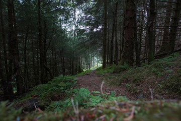 Travel to Norway, a path in a dense forest with moss and ferns