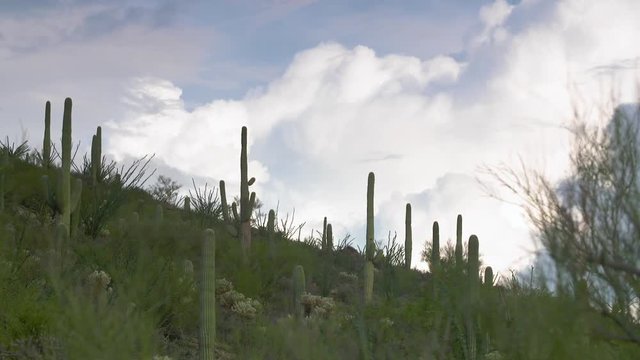 Steady, medium wide shot of saguaro cacti on declining slope.