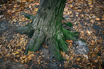 tree trunk with moss in the autumn forest