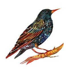 Starling bird illustration in watercolor on isolated white background