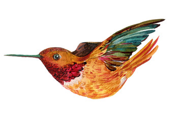 Bird Hummingbird watercolor illustration isolated white background