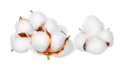 Cotton flowers on white background