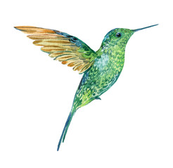 Hummingbird in flight watercolor illustration on isolated white background