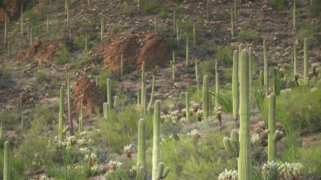 Steady, medium wide shot of Saguaro and Challo cactuses and large red rocks.