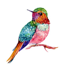 Fototapeta premium Hummingbird watercolor illustration on isolated white background