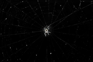 Spider in the center of the web.