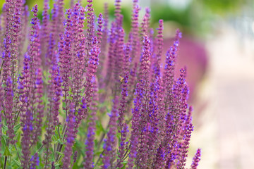 Outdoor spring, blooming lavender and bee , Salvia nemorosa