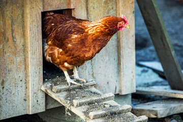 Hen on the chicken ladder