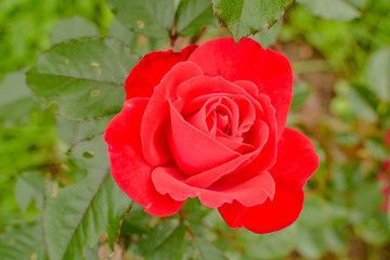 Rose for a festive bouquet of flowers