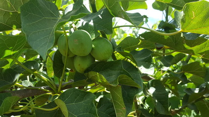 green fruits