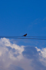 Bird in the sky