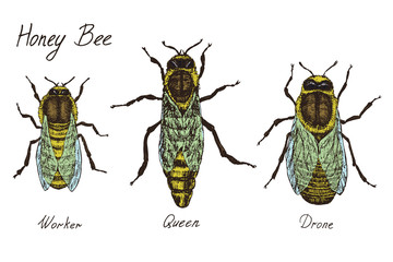 Honey bee archetypical caste specimens,  worker, queen and drone, high quality vintage engraved color illustration style, hand drawn doodle, sketch, vector with inscription - 275046226