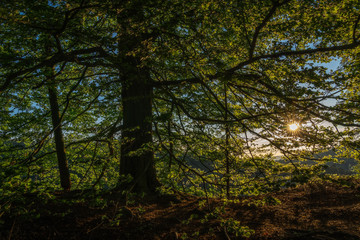 Fototapeta premium contemporary witness - Zeitzeuge