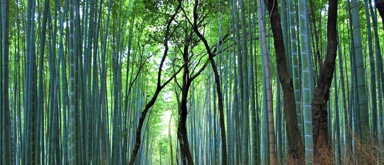 美しい竹林の風景、京都、日本