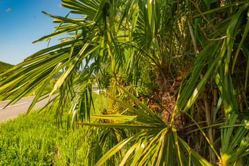 palm tree in Croatia countryside