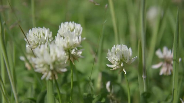 Head of White Clover flowers (Trifolium repens).