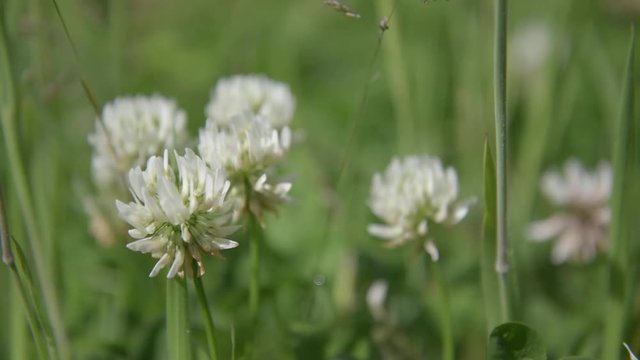 Head of White Clover flowers (Trifolium repens).