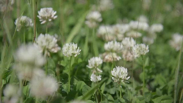 Head of White Clover flowers (Trifolium repens).
