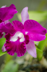 Close up orchid near purple color