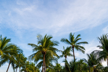 Fototapeta na wymiar palm trees and blue sky,Summer concept background.