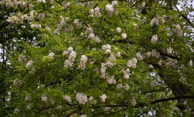 Green Impressions from the Goethe Park in Berlin-Wedding on June, 2, 2015, Germany