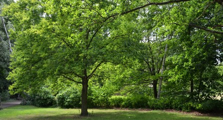 Green Impressions from the Goethe Park in Berlin-Wedding on June, 2, 2015, Germany