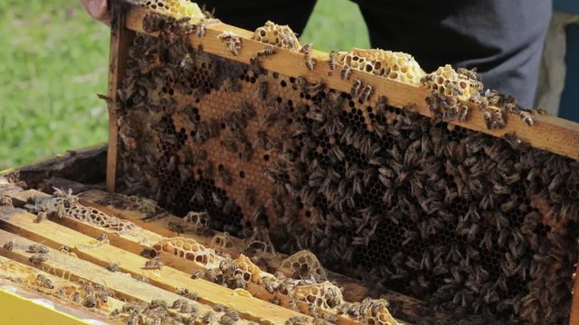 Apiary Worker inserts a honeycomb with Bees into the Beehive
