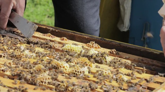 Apiary Worker inserts a honeycomb into the Beehive