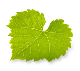 green leaf isolated on white background