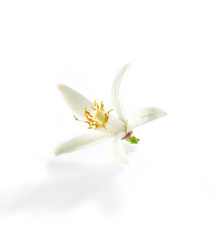 flower isolated on white background