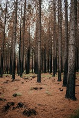 Moody forest with recent wildfire damage, bursting with new life. walking through burnt moody woods...