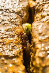 crab between rocks in Croatia, Umag 