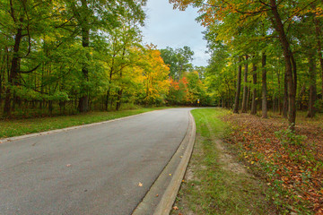 road in the forest in autumn