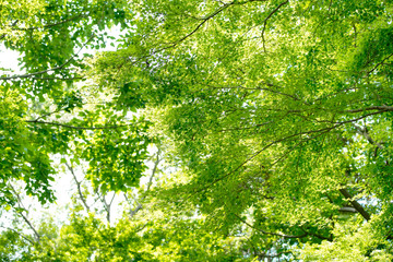 Obraz premium Spójrz na zielony