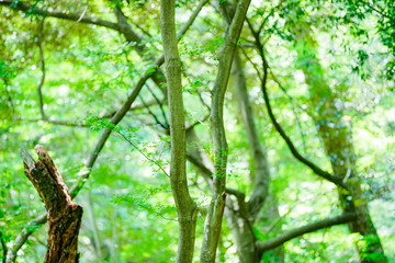 Obraz premium 緑を見上げる