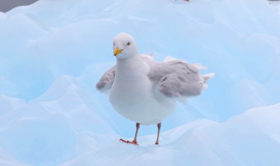 Glaucous Gull, Larus hyperboreus, bird of Greenland 