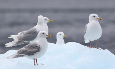 Glaucous Gull, Larus hyperboreus, bird of Greenland 