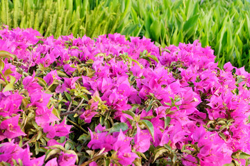 Obraz premium Blooming pink and red flowers oleander or nerium in the garden on a background of bright fresh greenery . Selective focus. Copy space. Blooming spring, exotic summer, Sunny day concept.