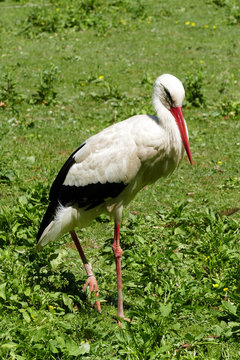 Storch in Wiese