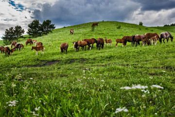 Naklejka premium landscape in the mountains
