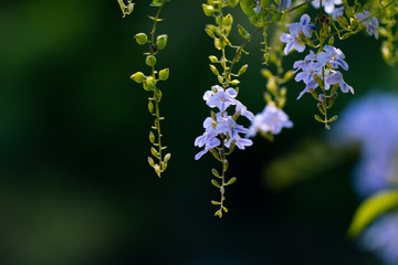 Golden dewdrop flower for natural freshness background or spring and summer concept background