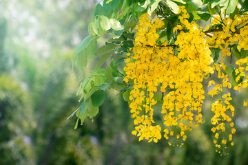 Cassia fistula flowers or golden shower flower with copy-space for nature background