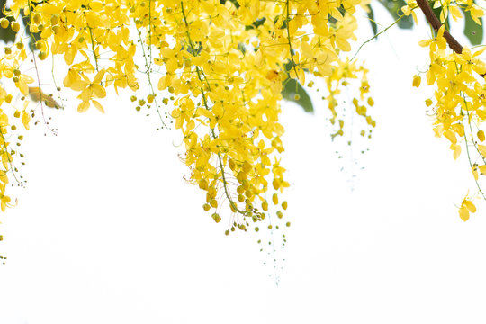Cassia fistula flowers or golden shower flower with copy-space for nature background