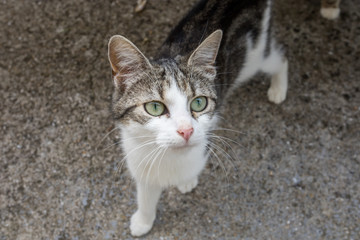 chat