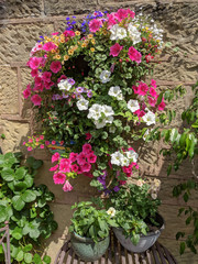 Pretty summer bedding flowers in a basket on sandstone wall in corner of an English cottage garden. Mostly pink and white Petunias.