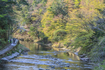  	春の養老渓谷の共栄橋からみた風景