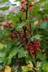 Obraz premium Red currant bush, currant ripening in summer