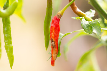 Anthracnose diseases in red chilli on plant